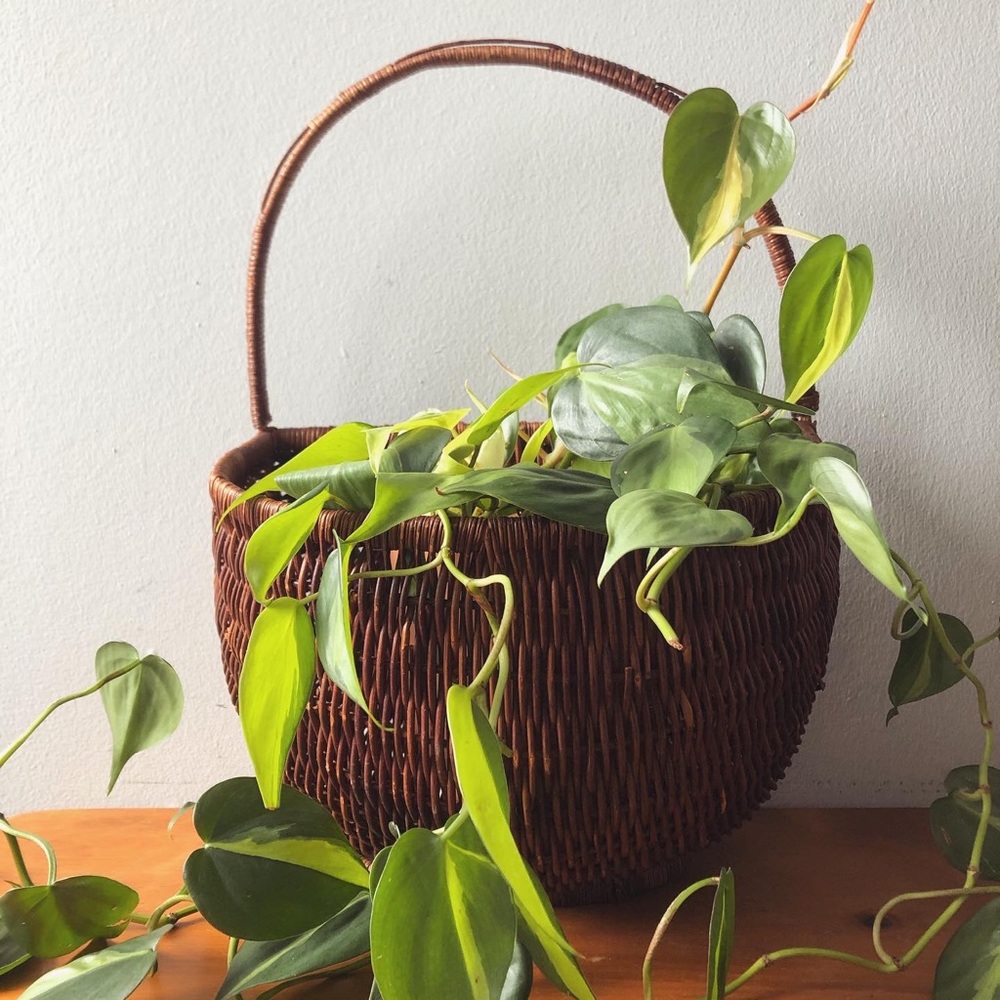 Large Hanging Plant Basket